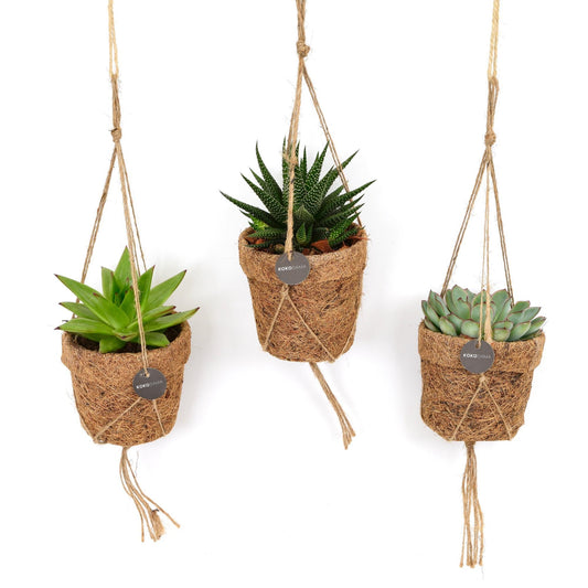 Kokopot String Succulent Mix - 3 Stück - Ø10cm - ↕15cm