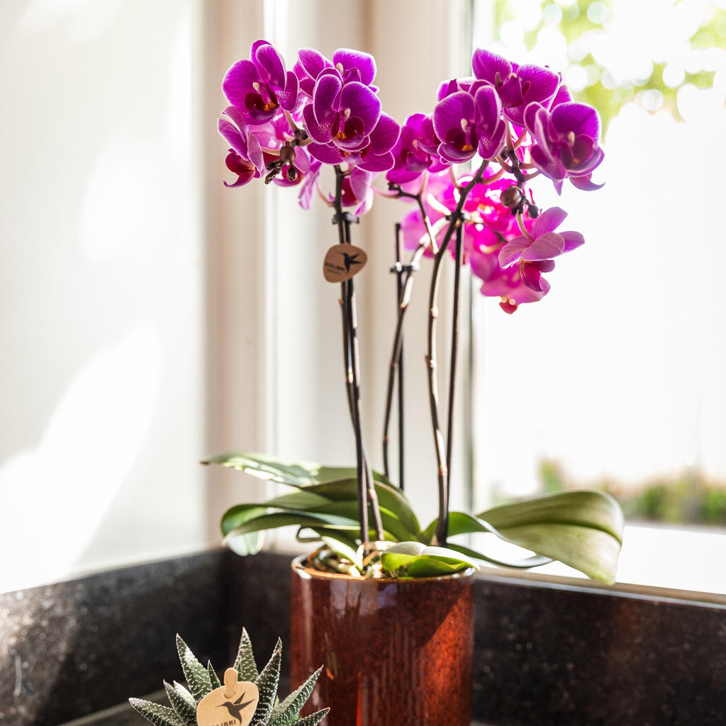 Orchidées Kolibri | Orchidée phalaenopsis violette, pot de 9 cm de diamètre | Morelia | Plante d'intérieur fleurie - fraîchement cueillie