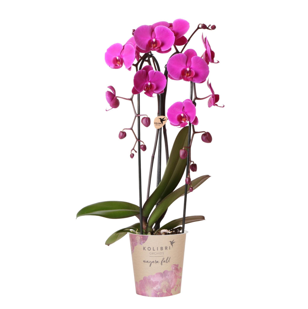 Orchidées Kolibri | Orchidée phalaenopsis violette, pot de Ø12 cm | Freeride | Plante d'intérieur fleurie - fraîchement cultivée