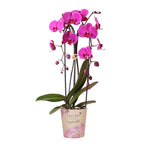 Orchidées Kolibri | Orchidée phalaenopsis violette, pot de Ø12 cm | Freeride | Plante d'intérieur fleurie - fraîchement cultivée
