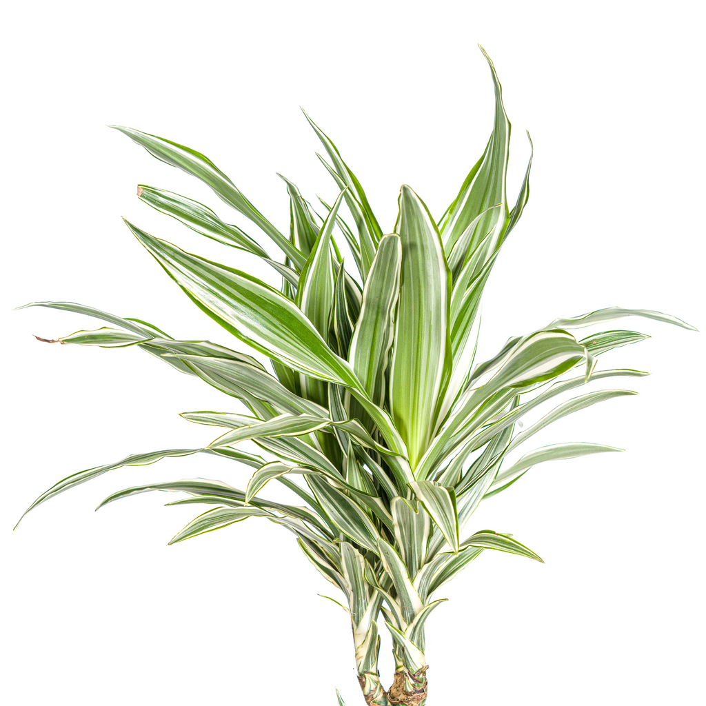 Dracaena Deremensis White Stripe met mand Ø24cm - ↕130 - 150cm