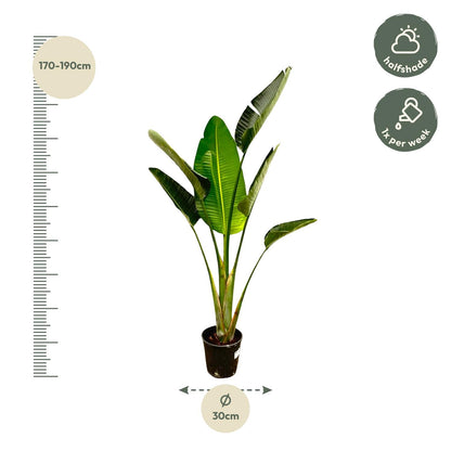 Strelitzia Augusta – 180 cm – ⌀30