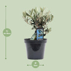 Olea Olijf - Ø13cm - ↕25cm