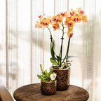 Orchidées Kolibri | Orchidée Phalaenopsis orange en pot de 9 cm de diamètre | Jamaïque | Plante d'intérieur fleurie - fraîchement cueillie