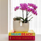 Kolibri Orchids | paars/roze Phalaenopsis orchidee potmaat Ø9cm |  Vienna | bloeiende kamerplant - vers van de kweker