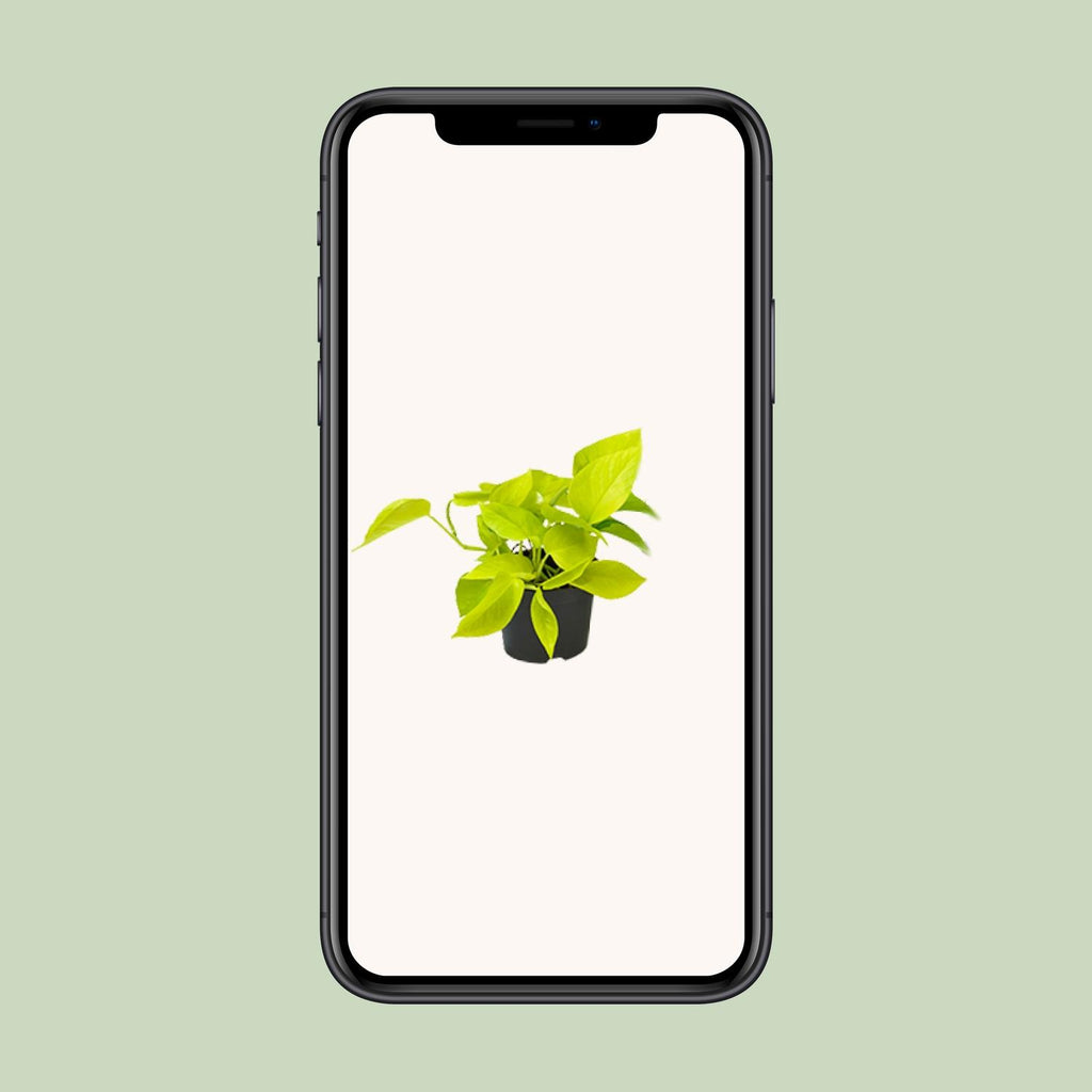 Epipremnum Golden Pothos - Scindapsus - PROMO - Ø12 - ↕15cm