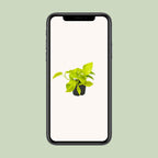 Epipremnum Golden Pothos - Scindapsus - PROMO - Ø12 - ↕15cm