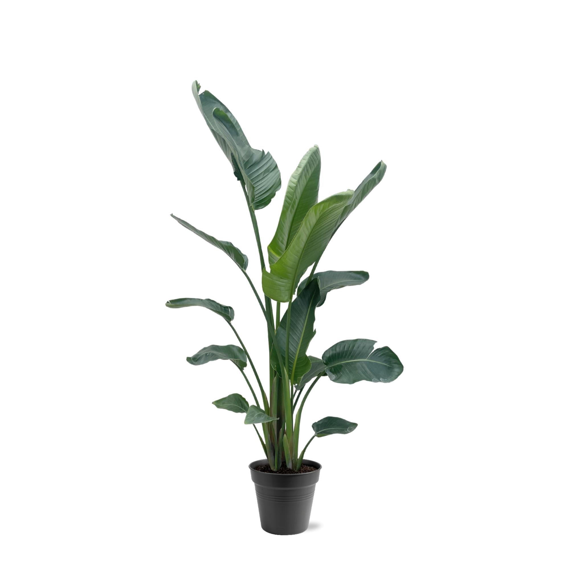 Strelitzia Nicolai XXL - 190 - 225 cm - ø27-ø30