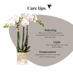 Orchidées Kolibri | Orchidée Phalaenopsis blanche en pot de 9 cm de diamètre | Amabilis | Plante d'intérieur fleurie - fraîchement cueillie