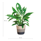 Spathiphyllum met Mand Lissabon zwart - 80cm - Ø21