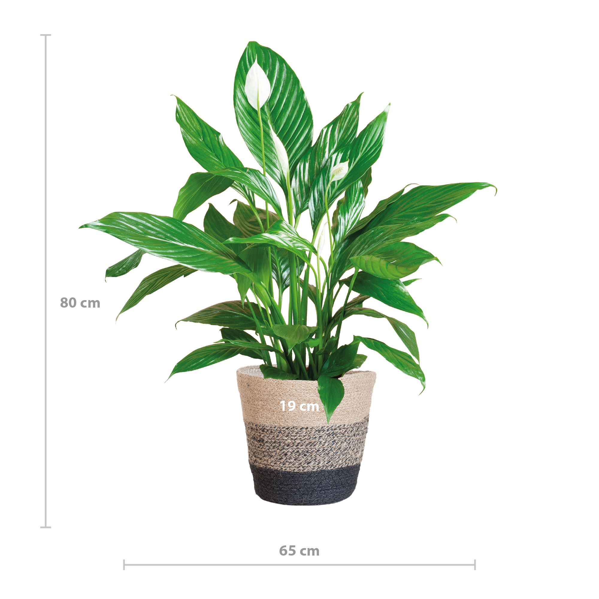 Spathiphyllum met Mand Lissabon zwart - 80cm - Ø21