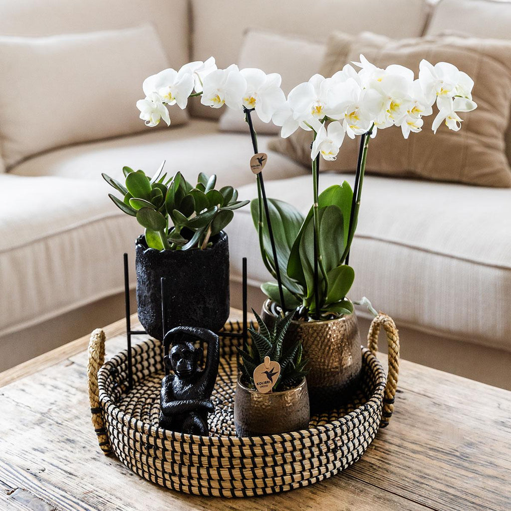 Kolibri Company | Coffret cadeau Nature Urbaine | Ensemble de plantes comprenant une orchidée Phalaenopsis et des succulentes, avec pots décoratifs en céramique