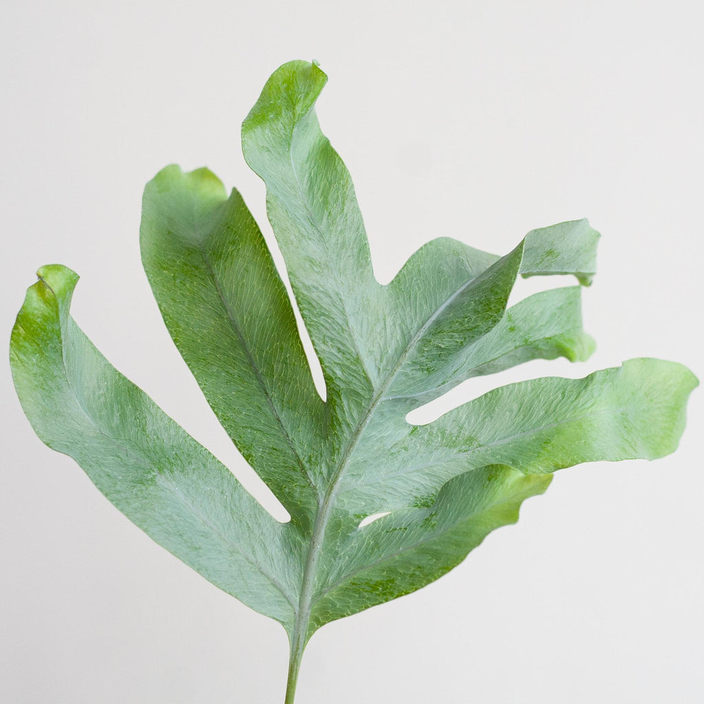 Phlebodium Aureum 'Blue Star' mit Korb Sofia natur - 40cm - Ø17