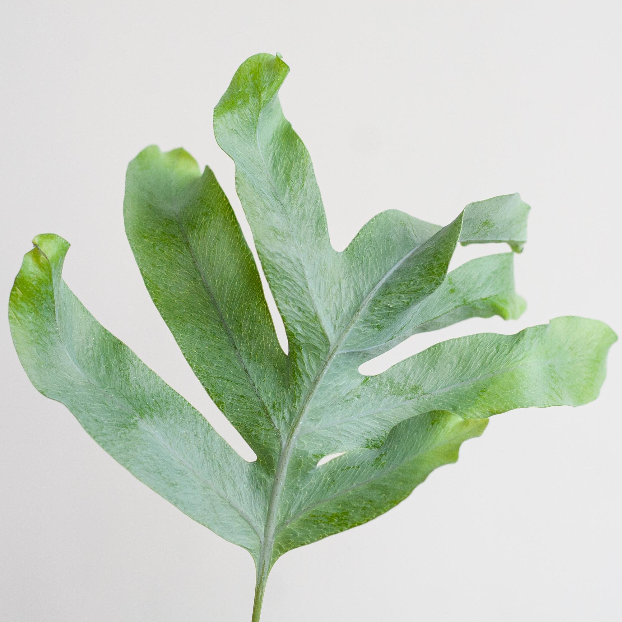 Phlebodium Aureum 'Blue Star' met Mand Sofia naturel - 40cm - Ø17