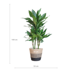 Dracaena Janet Lindt mit Korb Lissabon schwarz - 95cm - Ø21