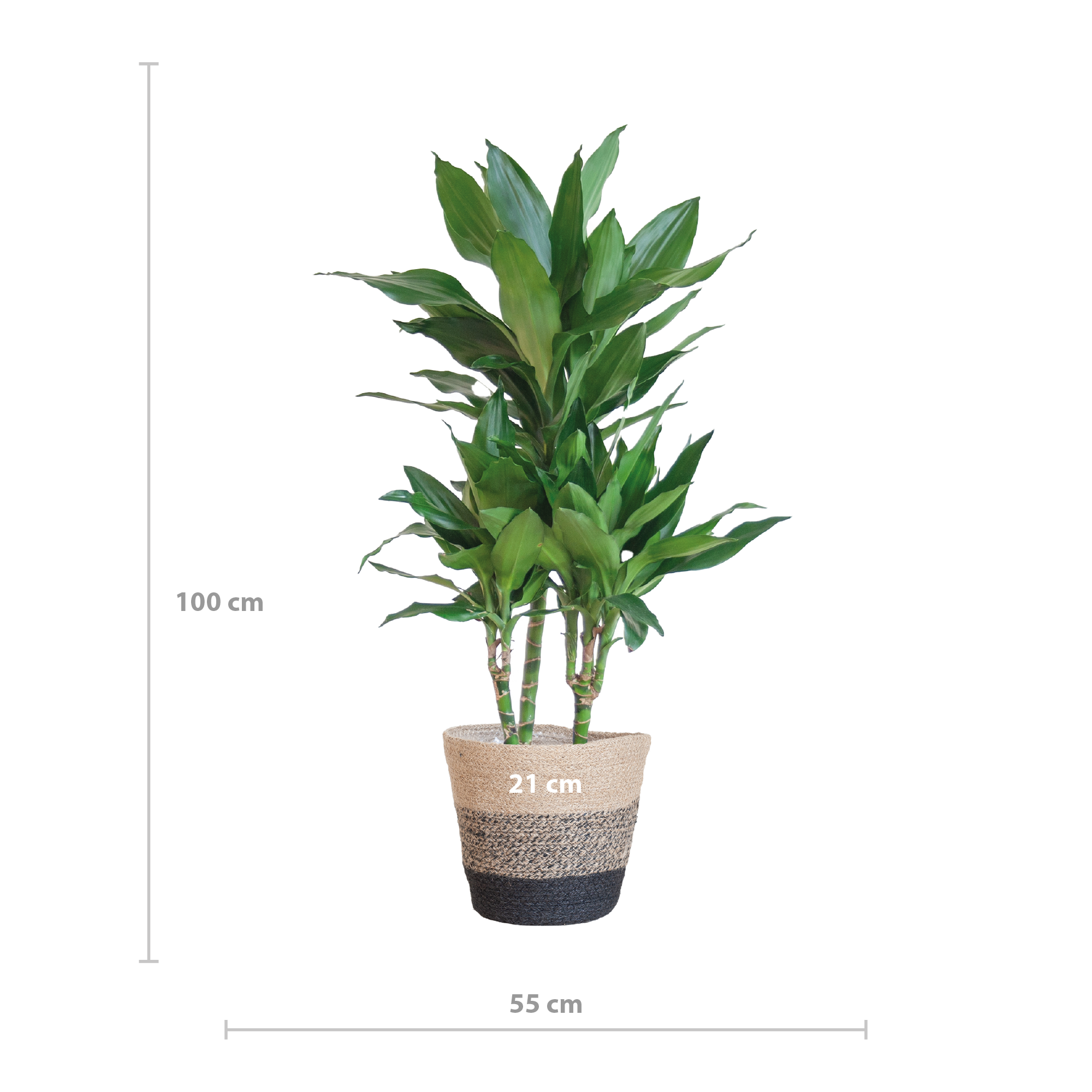 Dracaena Janet Lindt mit Korb Lissabon schwarz - 95cm - Ø21