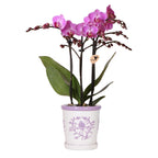 Kolibri Orchids | Paarse orchidee Vienna + Malaga sierpot Lila - potmaat Ø9cm | bloeiende kamerplant - vers van de kweker