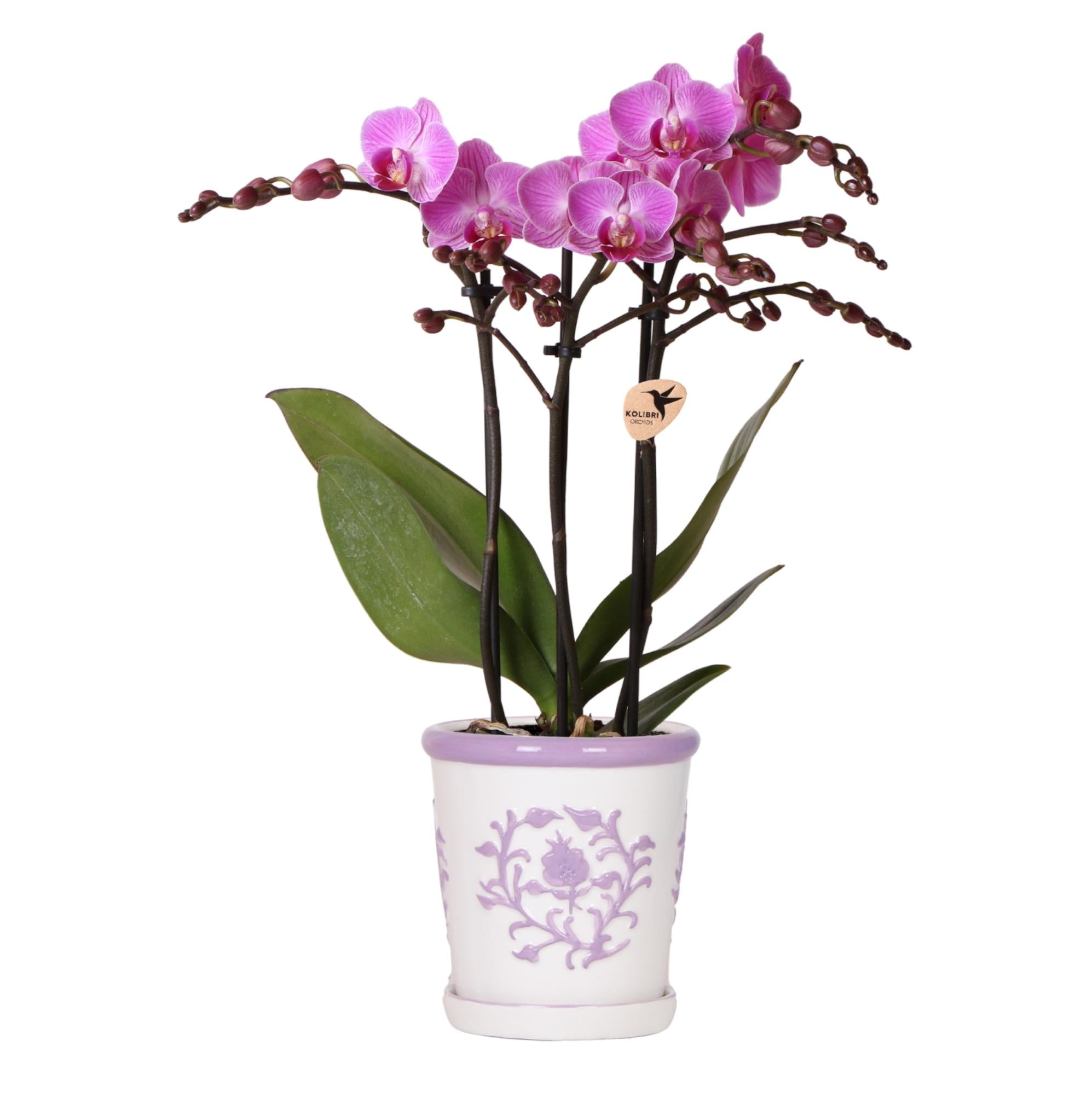 Kolibri Orchids | Paarse orchidee Vienna + Malaga sierpot Lila - potmaat Ø9cm | bloeiende kamerplant - vers van de kweker