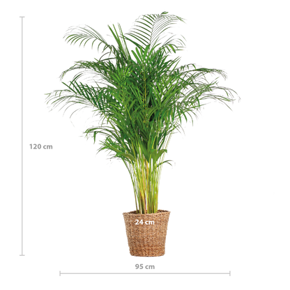 Areca Palm (dypsis) XL met mand Torun - 120cm - Ø24