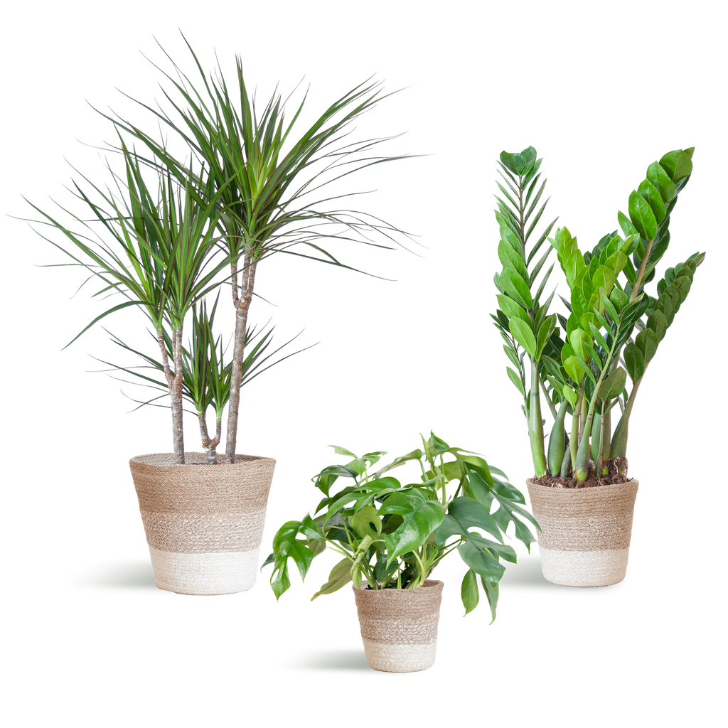 Schaduw Plantenbox - medium - met mand Lissabon wit