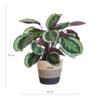 Calathea Medaillon met Lissabon mand zwart - 65cm - Ø19