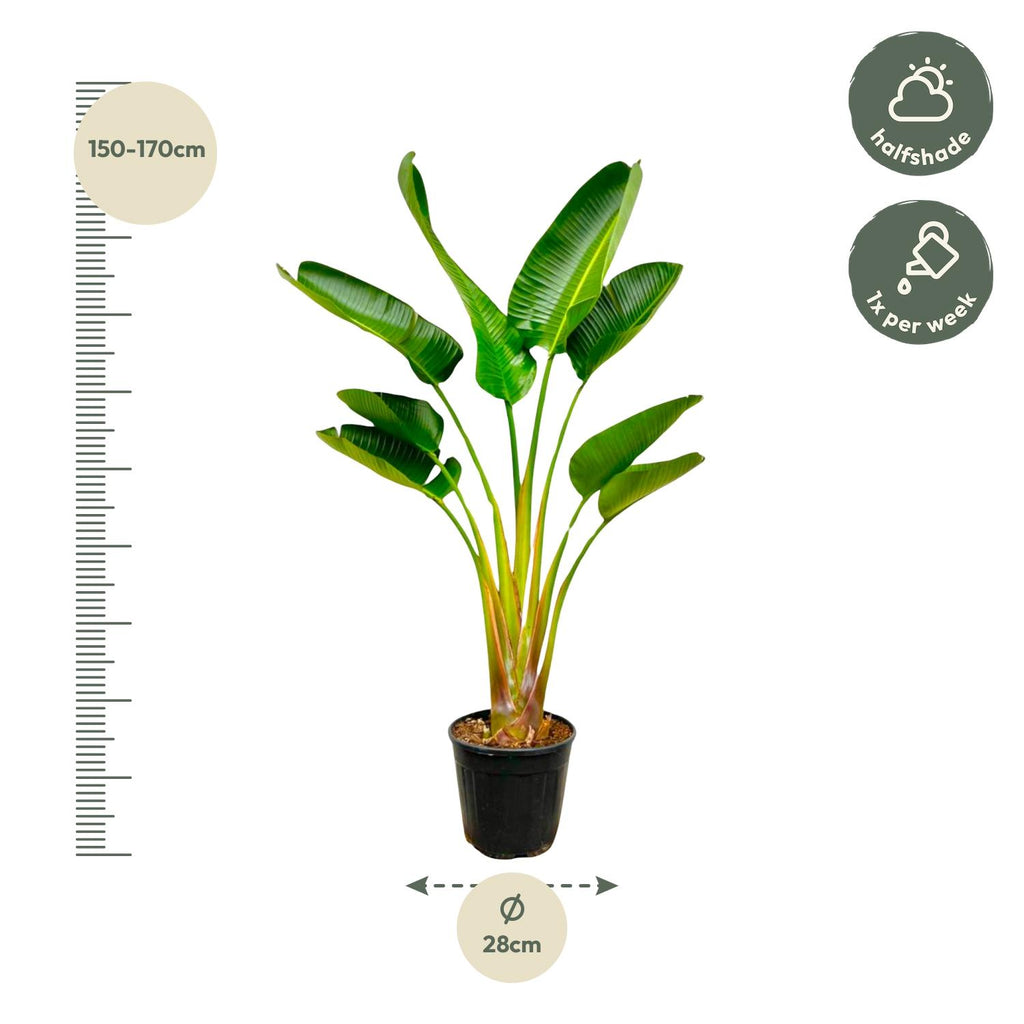 Strelitzia Augusta - 160 cm - Ø21-24cm