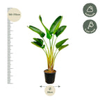 Strelitzia Augusta - 160 cm - Ø21-24cm