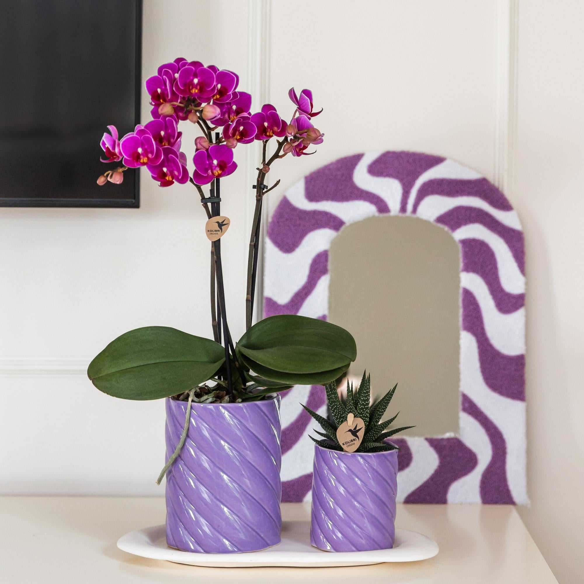 Orchidées Kolibri | Orchidée phalaenopsis violette, pot de 9 cm de diamètre | Morelia | Plante d'intérieur fleurie - fraîchement cueillie