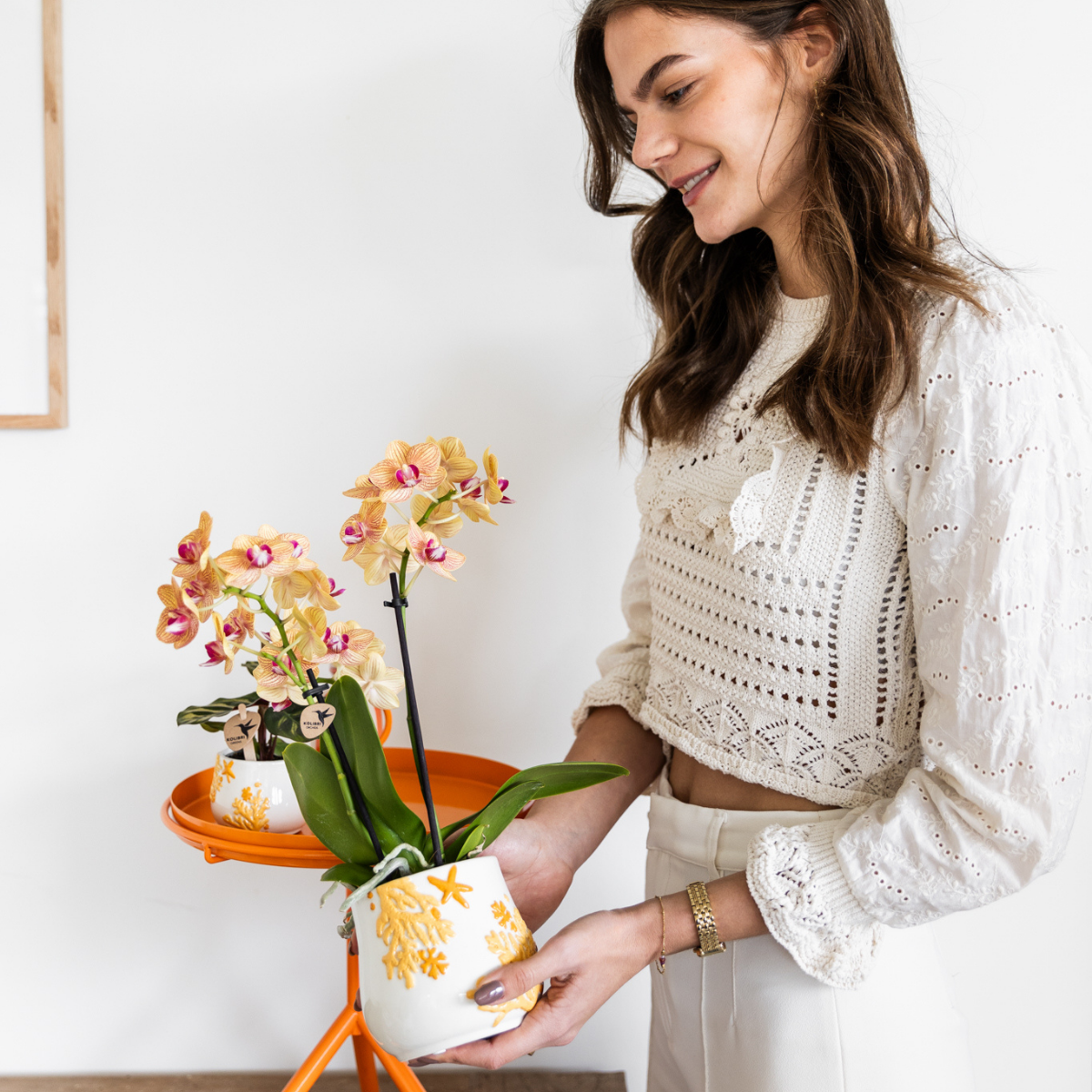 Orchidées Kolibri | Orchidée Phalaenopsis orange en pot de 9 cm de diamètre | Jamaïque | Plante d'intérieur fleurie - fraîchement cueillie