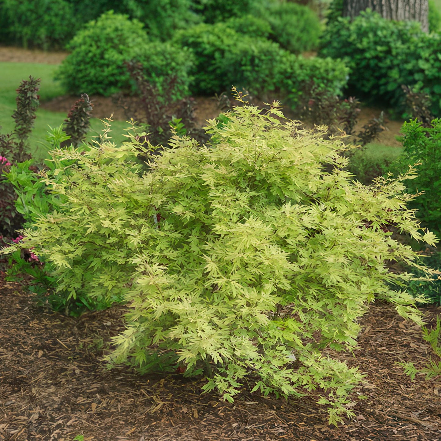 Green boutiQ – Terrassenpflanze – Japanischer Ahorn – Acer palmatum Methamorphosa – Grün – 2 Pflanzen – Laubabwerfend – Topf 19 cm, Höhe 70 cm