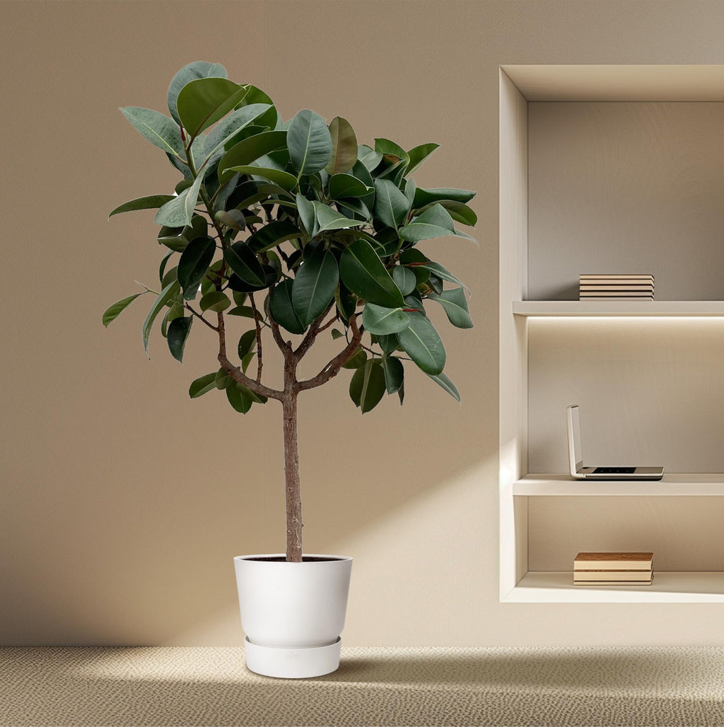 Ficus Elastica Robusta op stam - 190 cm - ø35
