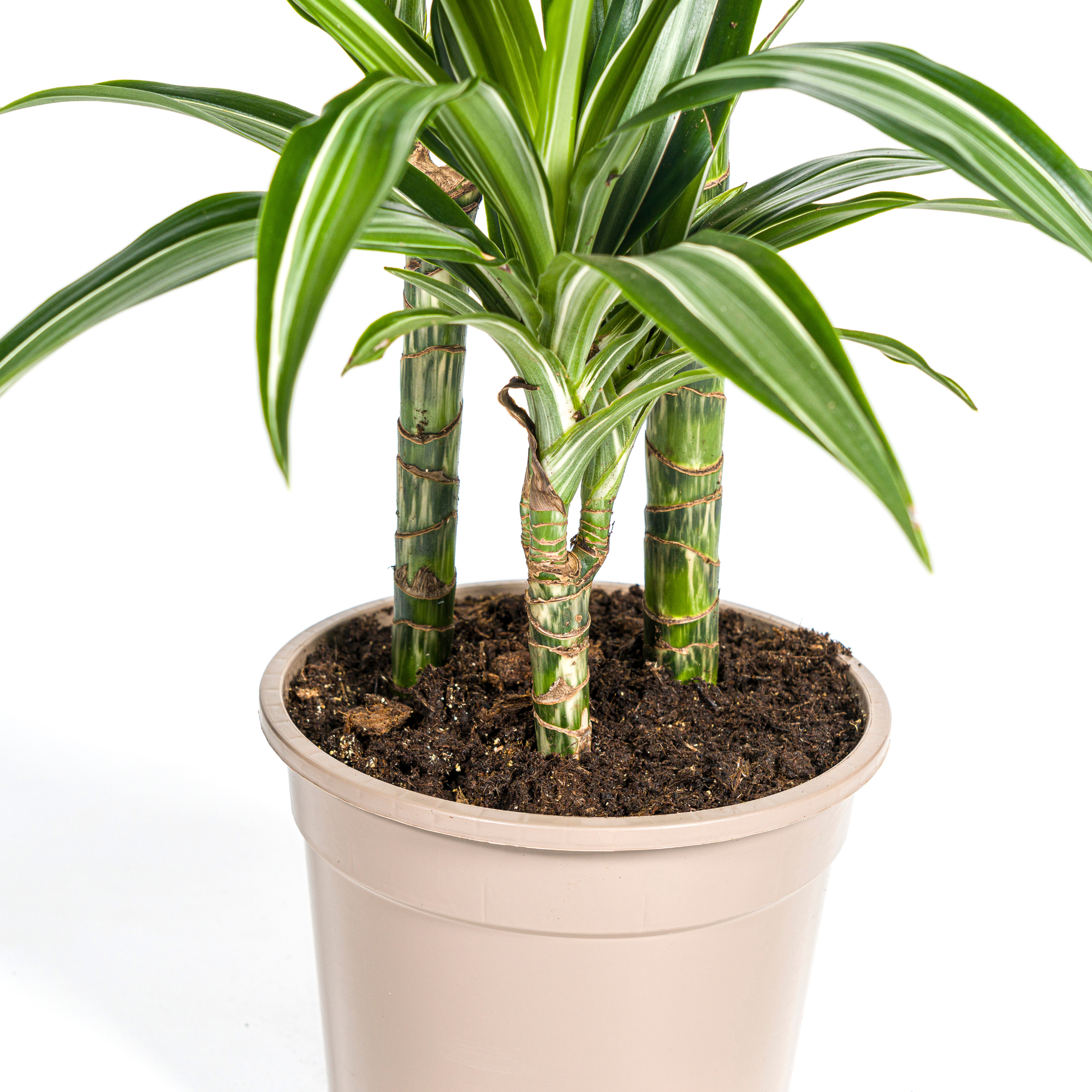 Dracaena Deremensis White Stripe met mand Ø21cm - ↕90 - 110cm