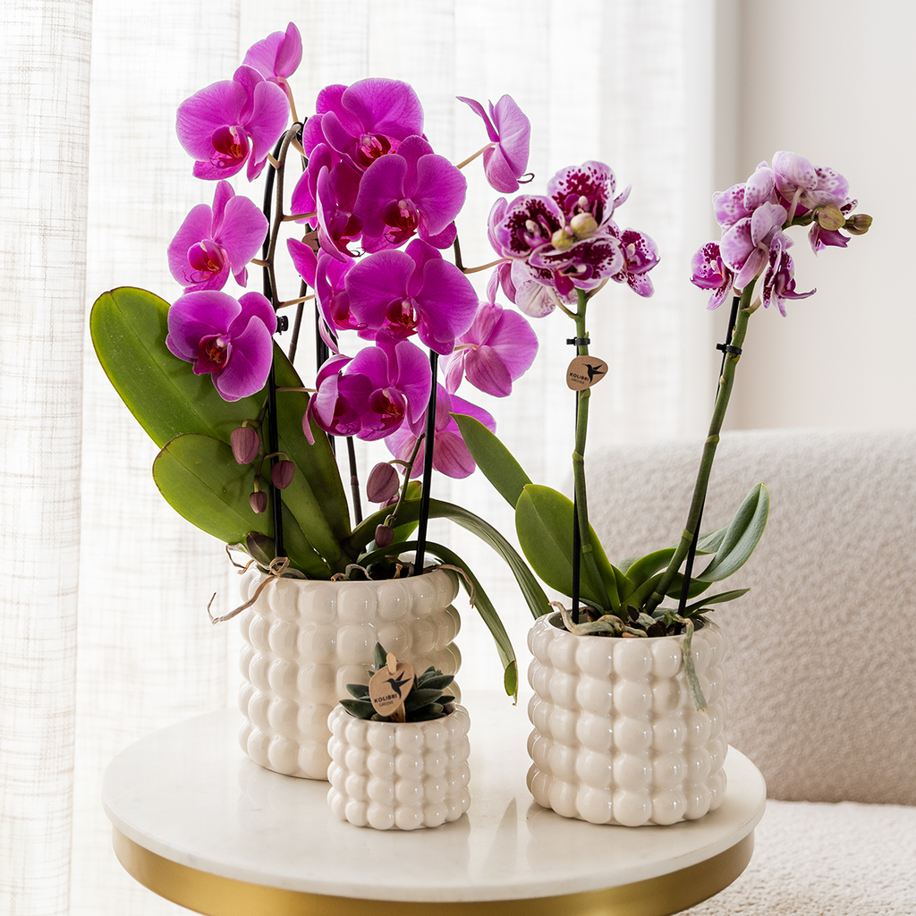 Orchidées Kolibri | Orchidée phalaenopsis violette, pot de Ø12 cm | Freeride | Plante d'intérieur fleurie - fraîchement cultivée