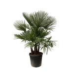 Trachycarpus mit mehreren Stämmen – 230 cm – Ø50