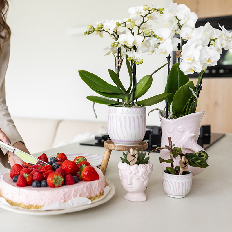 Orchidées Kolibri | Coffret cadeau Granada rose | Plante verte avec orchidée Phalaenopsis rose dans des pots décoratifs Granada sur un plateau rose bio