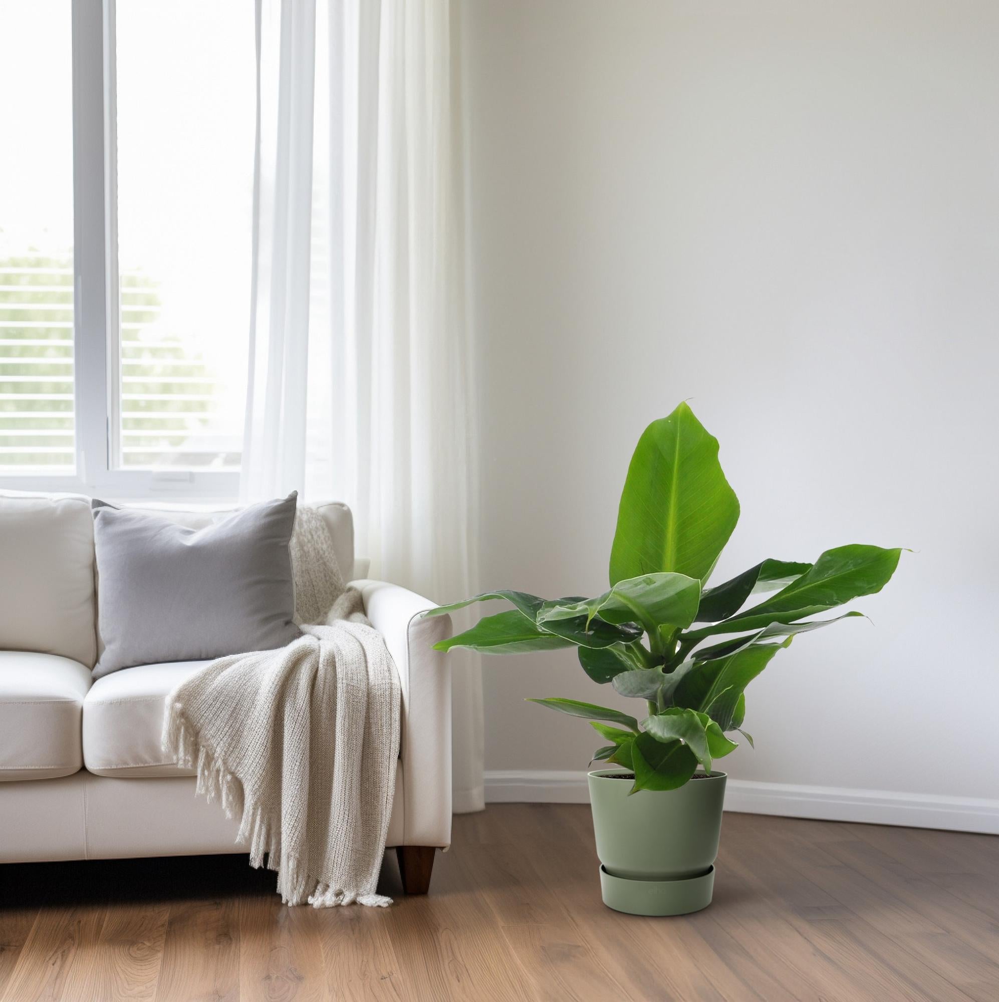 Musa Oriental Dwarf - Ø12cm - ↕25cm