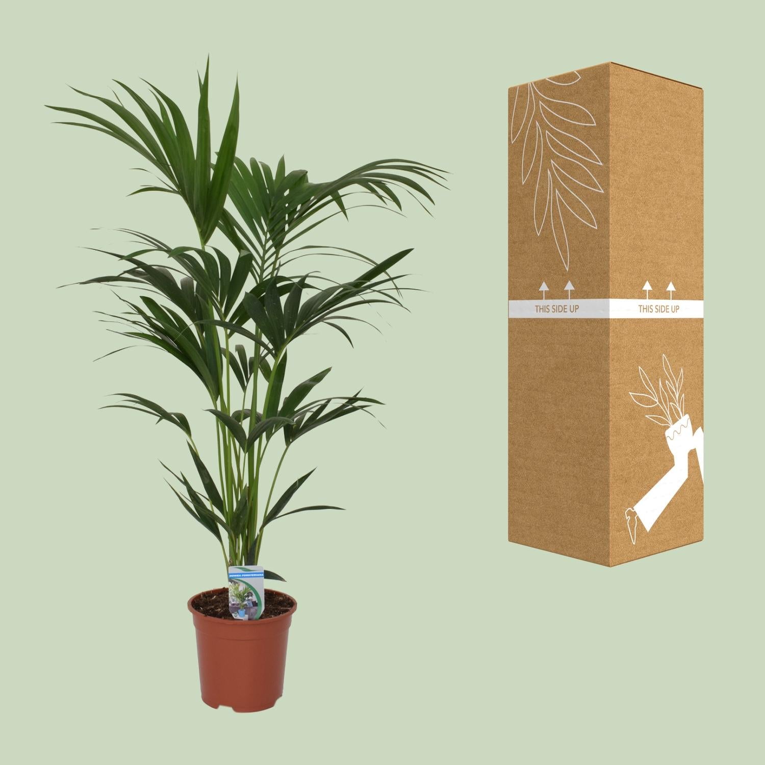 Howea forsteriana - Ø21cm - ↕120cm - Ø21 - ↨120cm