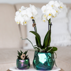 Orchidées Kolibri | Orchidée Phalaenopsis blanche en pot de 9 cm de diamètre | Amabilis | Plante d'intérieur fleurie - fraîchement cueillie