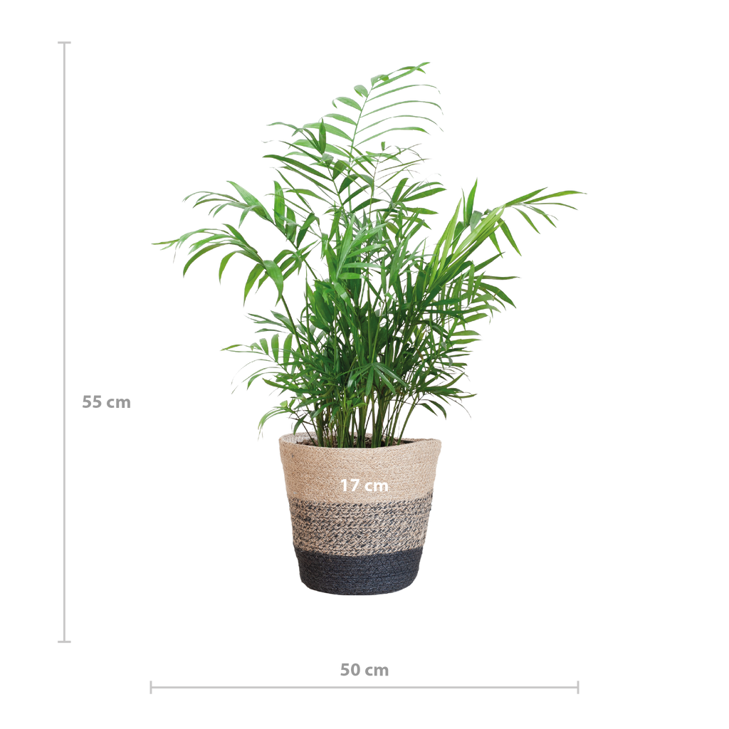 Chamadorea Elegans met Mand Lissabon zwart - 55cm - Ø17