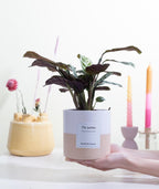 Ctenanthe Burle Marxii Gift "The Jubilee" WITH GREETING CARD! - Ø12cm - ↕25cm