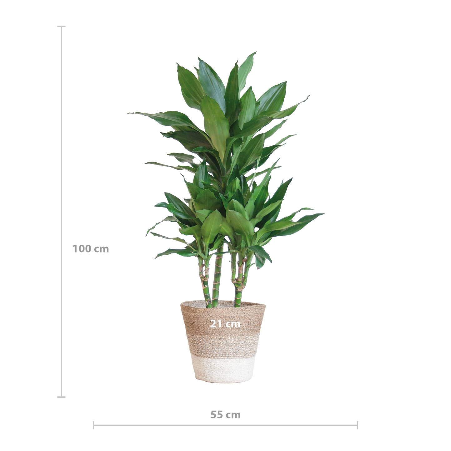 Dracaena  Janet Lindt met mand Lissabon wit - 95cm - Ø21