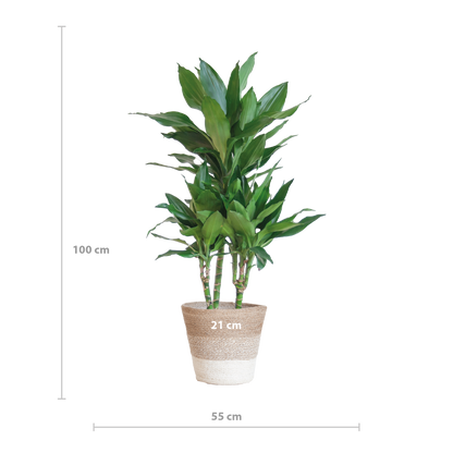 Dracaena  Janet Lindt met mand Lissabon wit - 95cm - Ø21