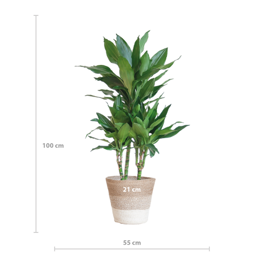 Dracaena  Janet Lindt met mand Lissabon wit - 95cm - Ø21
