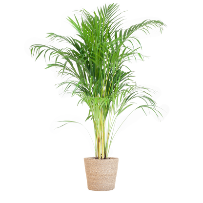 Areca Palm (Dypsis) met Sofia mand naturel - 100cm - Ø21