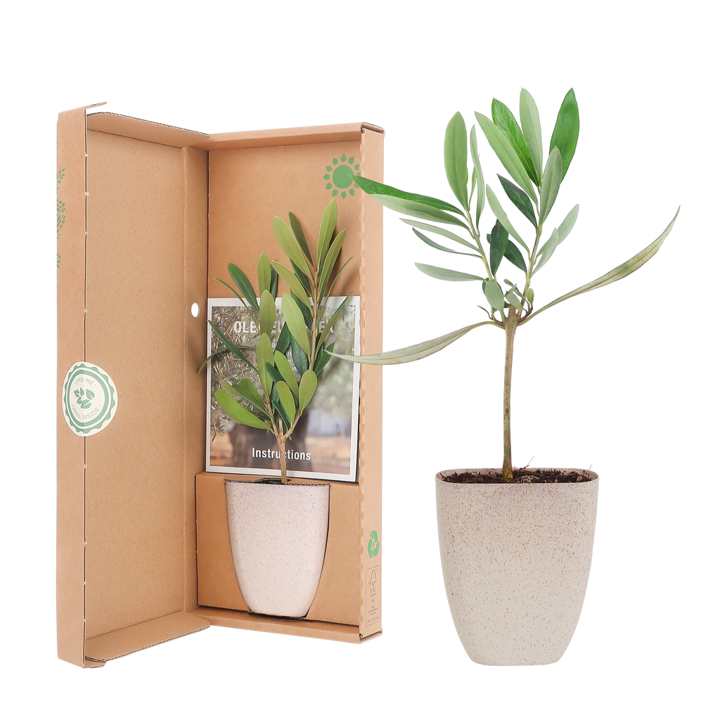 Mini Olijfboom in brievenbusdoosje met info boekje