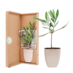 Mini Olijfboom in brievenbusdoosje met info boekje