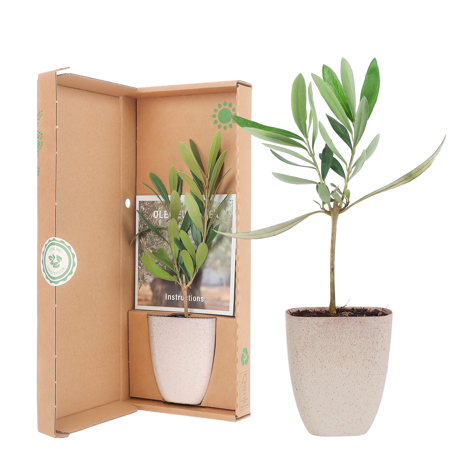 Mini Olijfboom in brievenbusdoosje met info boekje