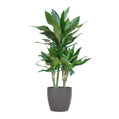 Dracaena  Janet Lindt met Viber grijs - 95cm - Ø21