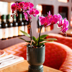 Kolibri Orchids | paars/roze Phalaenopsis orchidee potmaat Ø9cm |  Vienna | bloeiende kamerplant - vers van de kweker