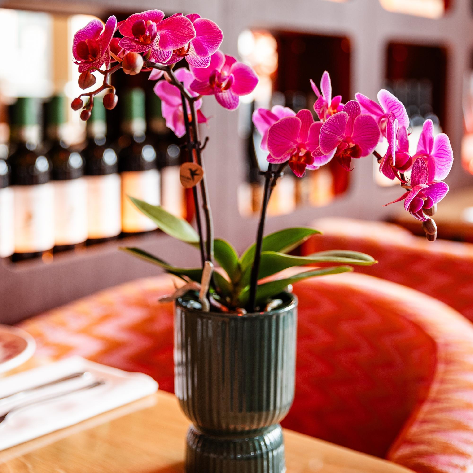 Kolibri Orchids | paars/roze Phalaenopsis orchidee potmaat Ø9cm |  Vienna | bloeiende kamerplant - vers van de kweker